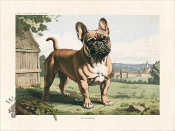 CFA Dog French Bulldog 04